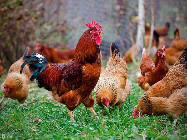 Породы куриц | ЗооТом - продажа, вязка и услуги для животных в Анжеро-Судженске