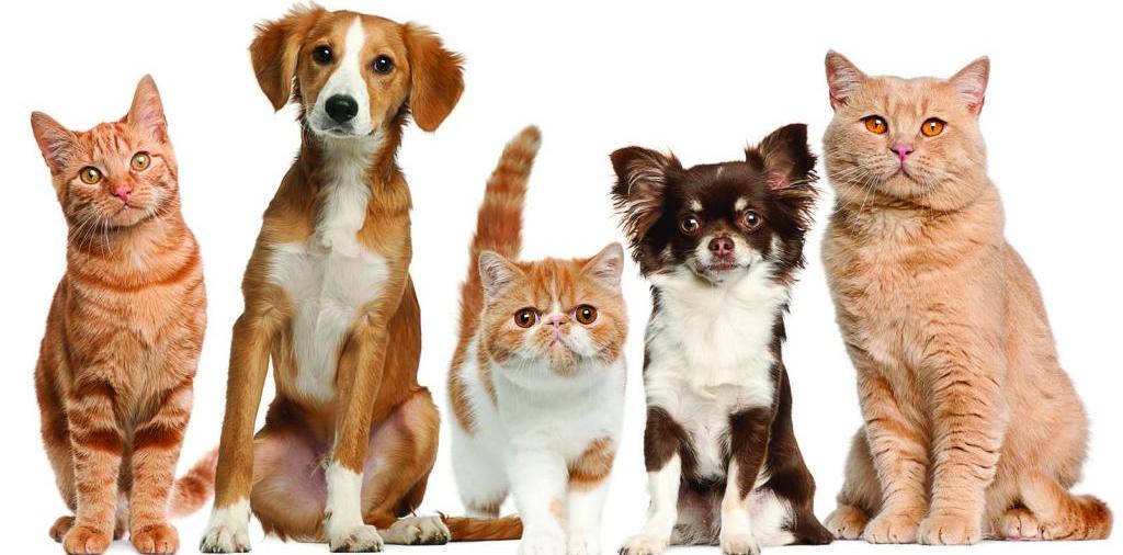Доска объявлений о животных | ЗооТом - продажа, вязка и услуги для животных в Анжеро-Судженске