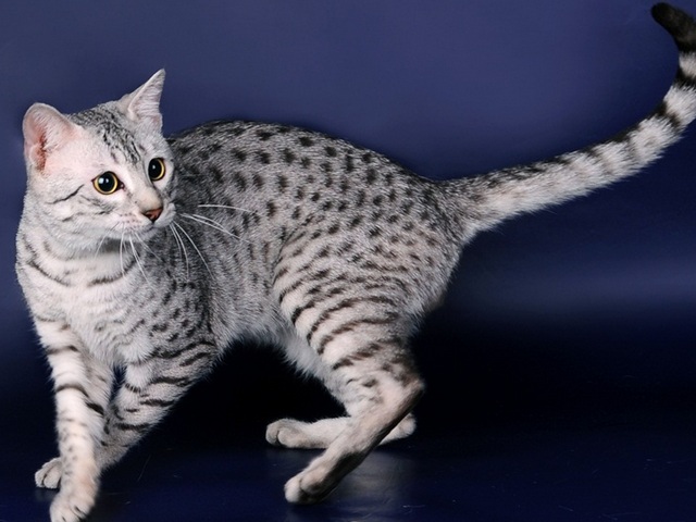 Породы кошек в Анжеро-Судженске | ЗооТом портал о животных