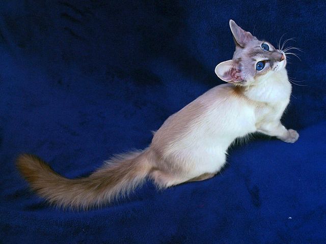Выведенные породы кошек в Анжеро-Судженске | ЗооТом портал о животных