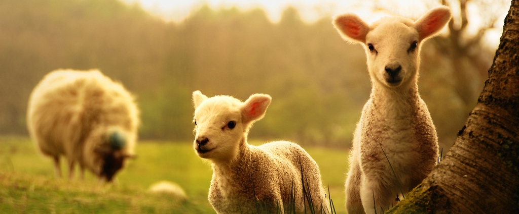 Объявления о сельскохозяйственных животных | ЗооТом - продажа, вязка и услуги для животных в Анжеро-Судженске