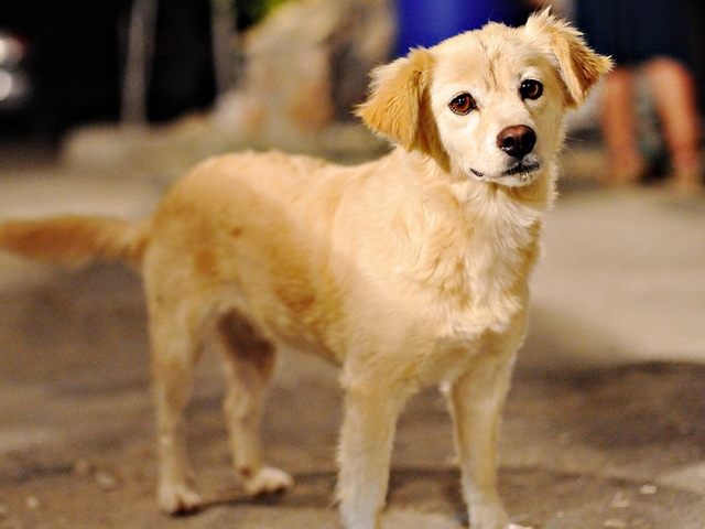 Породы собак в Анжеро-Судженске | ЗооТом портал о животных