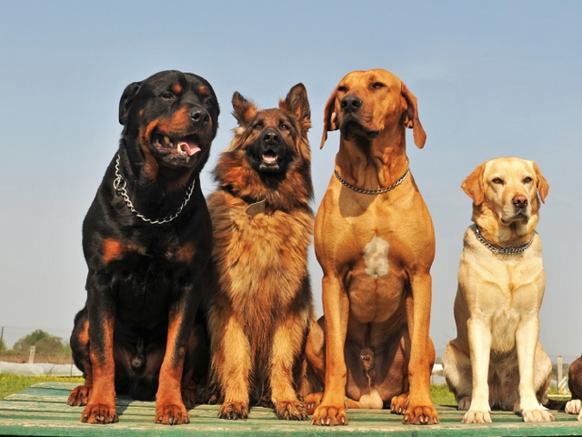 Крупные породы собак в Анжеро-Судженске | ЗооТом портал о животных