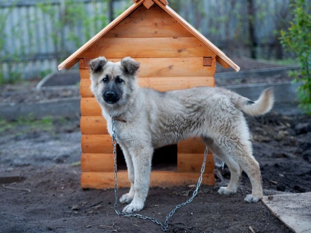 Все о собаках в Анжеро-Судженске Все о собаках в Анжеро-Судженске